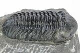Prone Austerops Trilobite - Morocco #216579-2